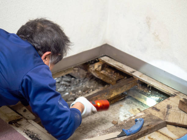 Best Mold Remediation for Schools in New Richmond, WI