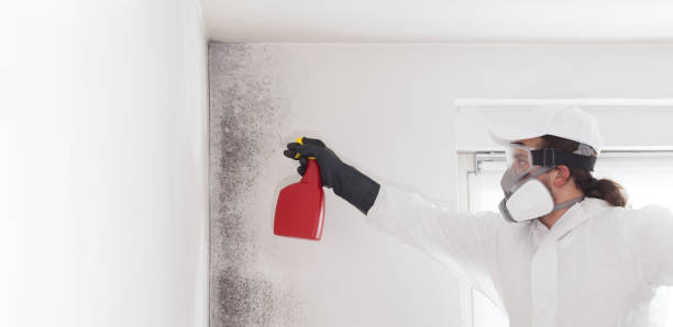 Best Crawl Space Mold Remediation in New Richmond, WI