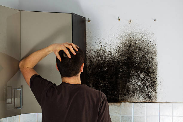Best Post-Flood Mold Remediation in New Richmond, WI