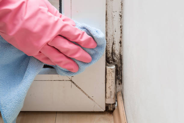 Best Basement Mold Remediation in New Richmond, WI