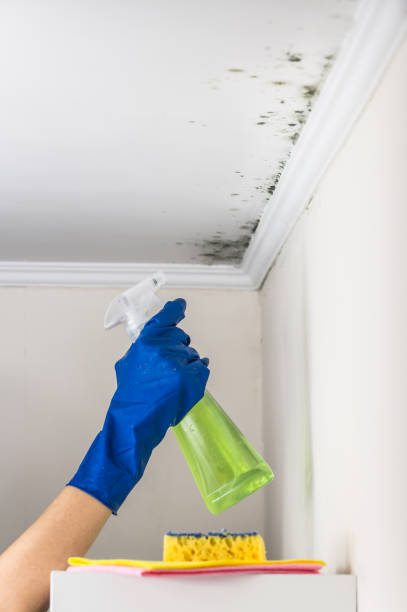 Best Bathroom Mold Remediation in New Richmond, WI